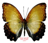 Cymothoe beckeri (RCA)